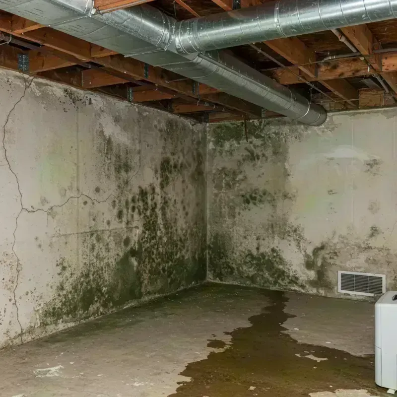 Professional Mold Removal in Bear Lake County, ID